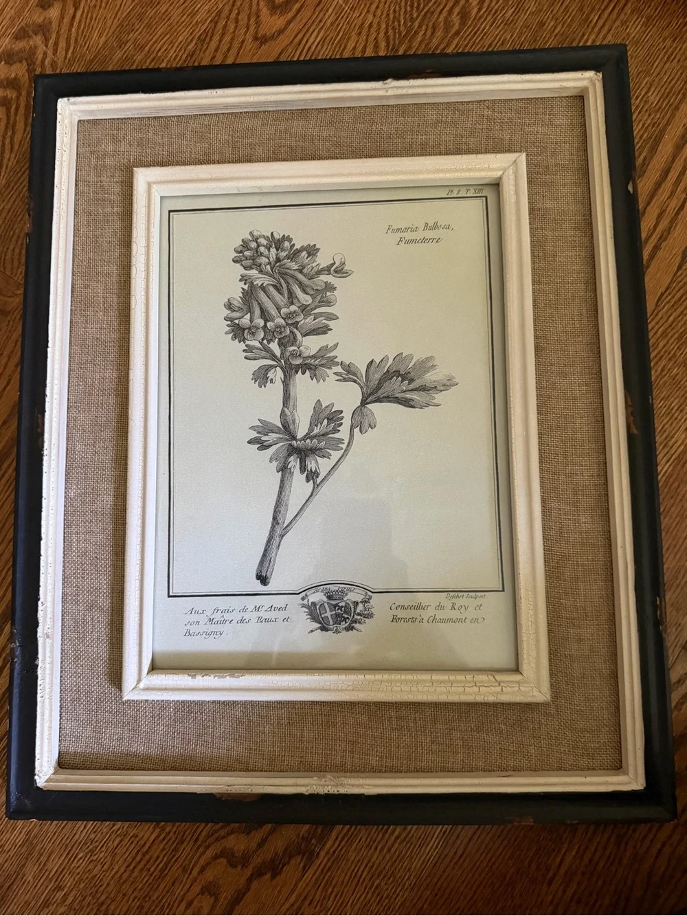 Uttermost Black, Cream & Brown Framed Botanical Print